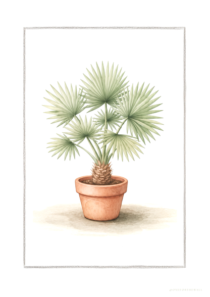 Fan Palm - Art Print